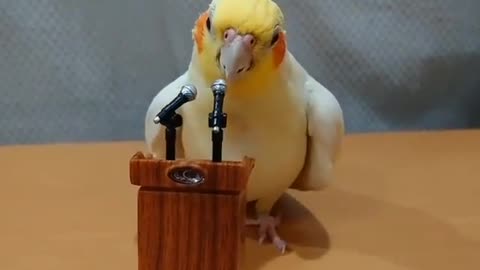 Conference by Parrot