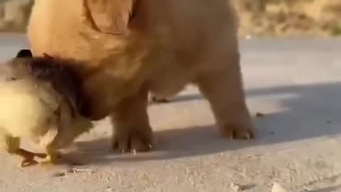 Funny dogs video 22