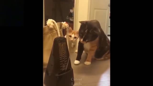 CUTE AND FUNNY PETS TRY NOT TO LAUGH #2