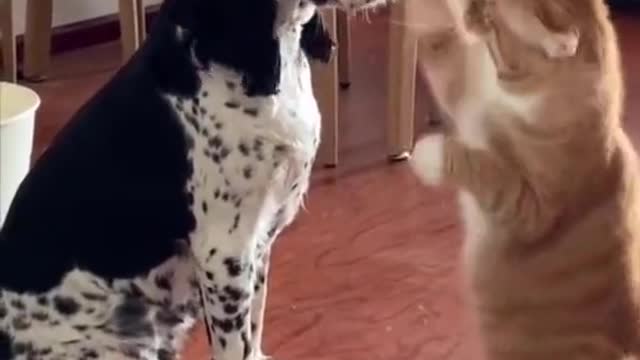 Pet Funny 😀#pet #petlover #funnyvideos #cat #dog #petfunny #wee #pets