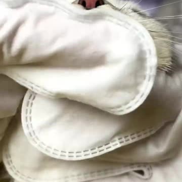 2.cat got a new toy made of herself 🙂