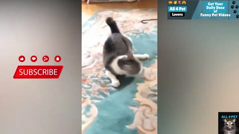 Funny Cat videos 🤣📷🤣