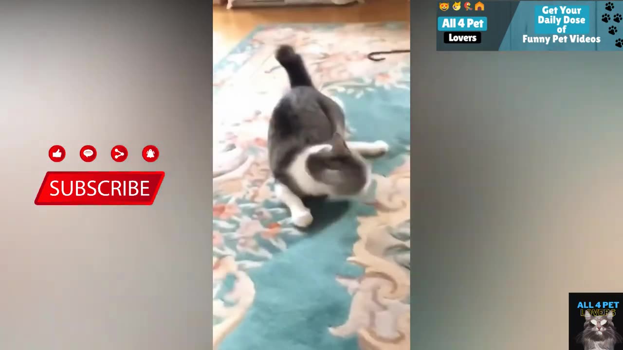 Funny Cat videos 🤣📷🤣