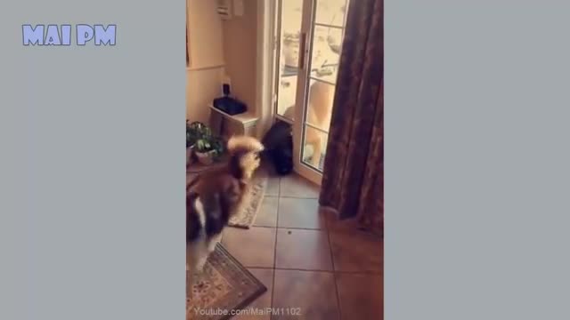 Cute Cat|Cute dog|love animals|funny dog|Big Cat|cat dog fight|