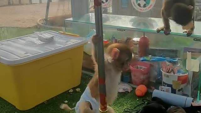 The little baboon is so good at playing