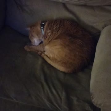 cat reacts to Soda stream