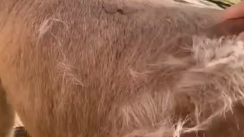 Give the horse a full body haircut