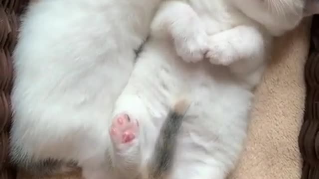 Cat pretends to sleep to avoid taking her medicine