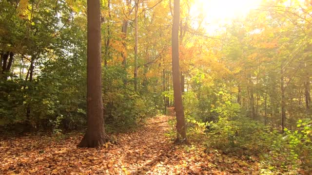 Relaxing Music with Birds Chirping in the Forest