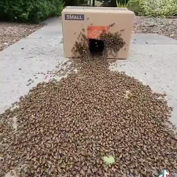 Man Rescues Honey Bees