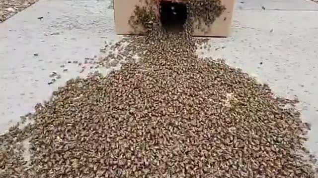 Man Rescues Honey Bees