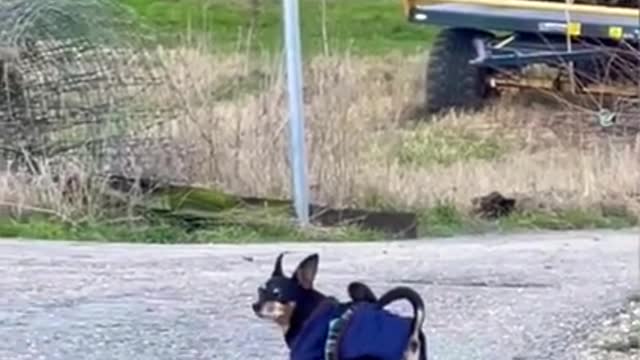 I can't stop laughing 😂 this silly dog