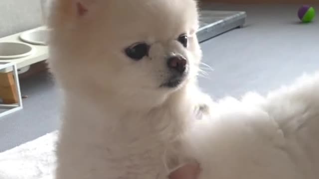 아기 고양이가 깨물깨물해도 다 받아주는 착한 강아지 #shorts #포메라니안 #브리티쉬