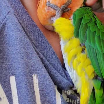 Snuggly parrot