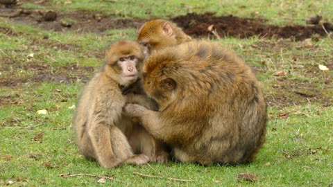 Monkey family, what did you do with her baby? How cool