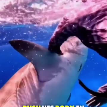 When a shark is so close to attack
