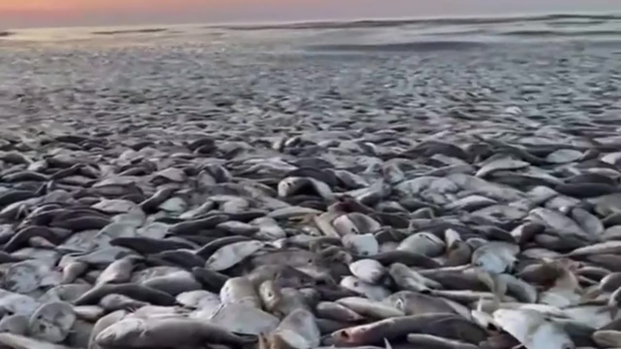 Thousands Of Fish Washed Up Along A Texas Beach