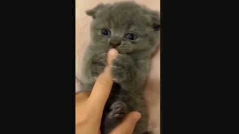 Cute little cat Funny Cat Videos