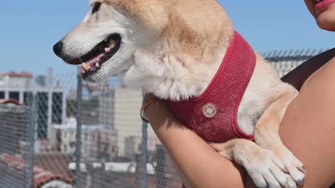 person holding a dog