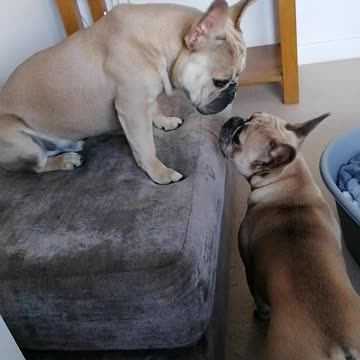 French bulldogs