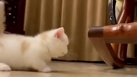 Funny cat playing video