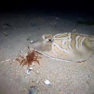 A Flounder & Fiddler Ray (also known as Banjo Shark) hunting at night