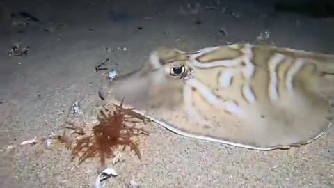 A Flounder & Fiddler Ray (also known as Banjo Shark) hunting at night