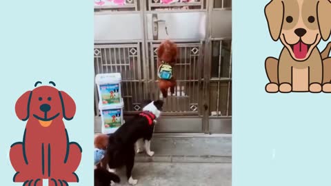 Cute mom dog giving toys to her puppy funny animal funny videos