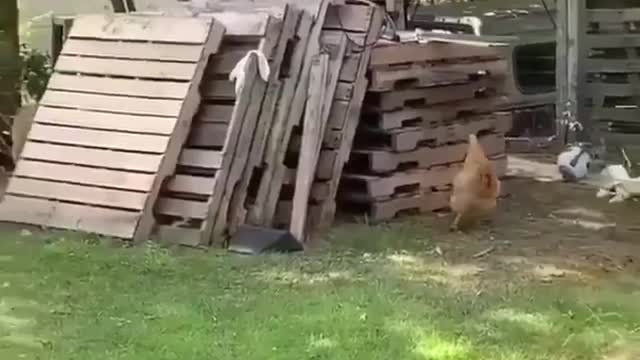 Lovely to appreciate friendship between a dog and a chicken