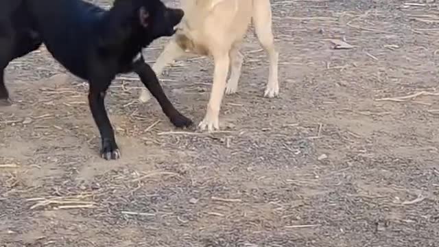 Pitbull attack Labrador||Real Fight