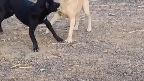 Pitbull attack Labrador||Real Fight