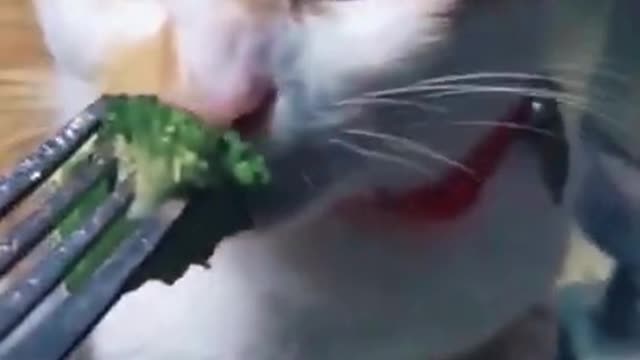 It threw up 😹😹 Funniest Cats 😻 - Awesome Funny Pet Animals Videos