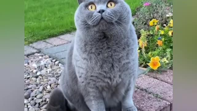 Cat watch airoplane with full carefully//funny cats video|