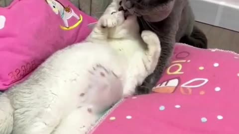 Cat's of the world