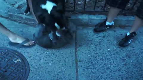 Pitbull attack Dogs - compilation 2014\ # Pittbull_Attack Dogs