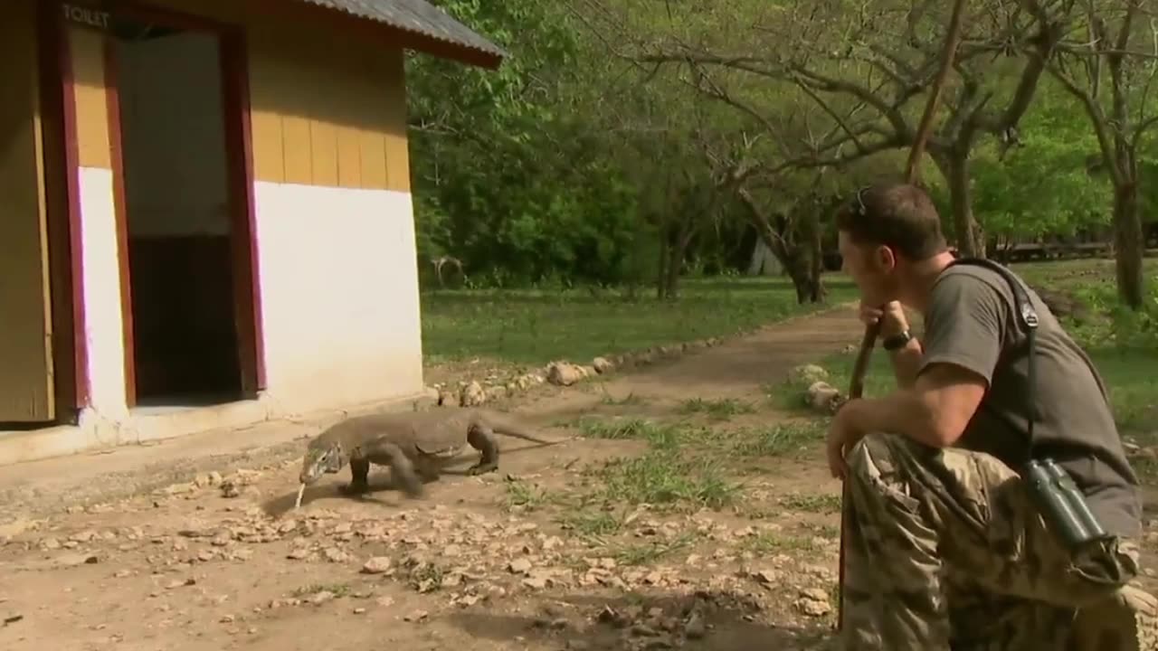 Biggest lizard on planet Earth ( The Komodo Dragon )