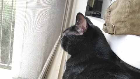 20240726 164300 Tux Birdwatching - Closeup