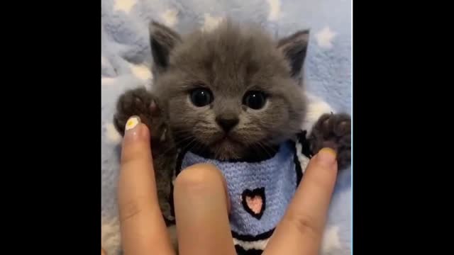 Cute Cats and Funny Dogs Videos Compilation 2021