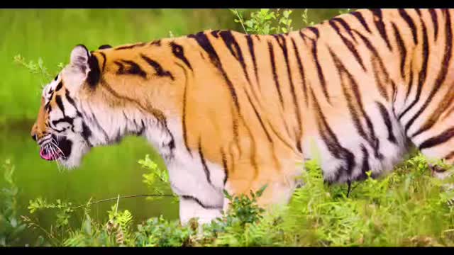 Hungry Tiger Eat Meat 🍖