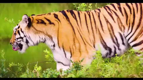 Hungry Tiger Eat Meat 🍖