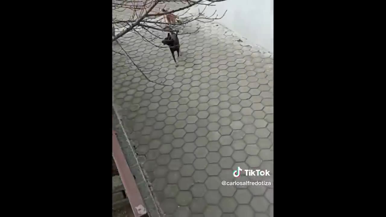 FUNNY CAT MEMES COMPILATION 3