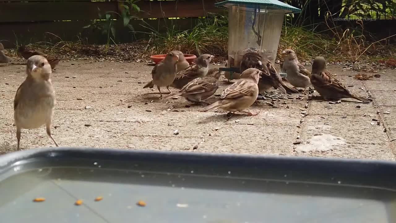 Funny sparrow close up