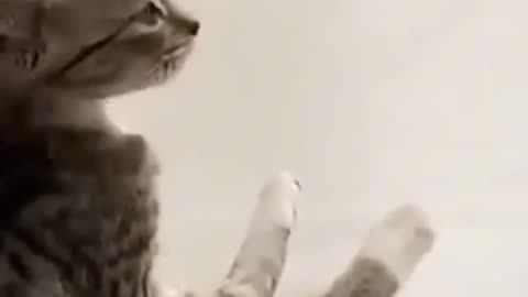 Funny and Cute Cats Videos #15