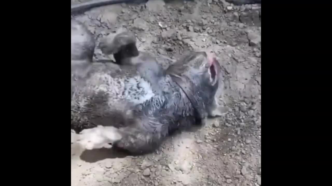 This Dog Loves Playing In Mud