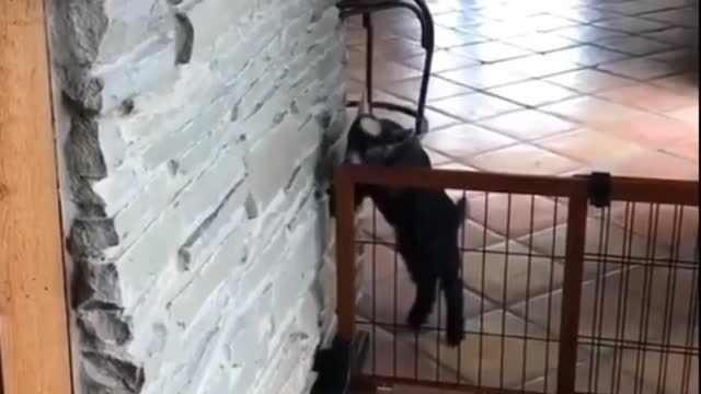 Goats🐐practicing parkour on their new obstacle