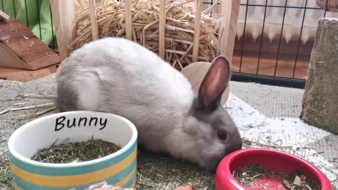 Bunny Rabit is eating grass