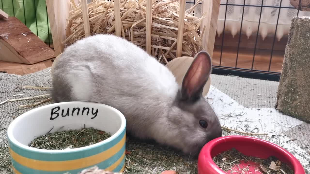 Bunny Rabit is eating grass