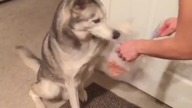 Husky Picky Eating Records