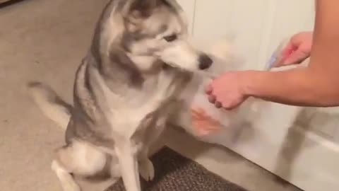 Husky Picky Eating Records