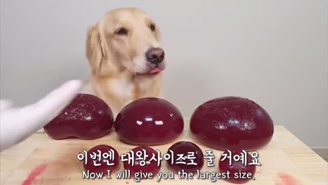 dog eating jelly